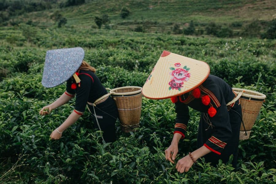 Nhân công địa phương đội nón, đeo gùi thu hái búp trà trên đồi