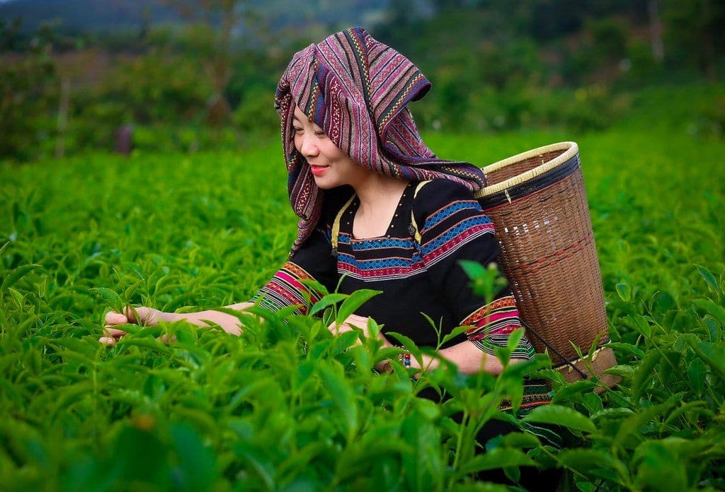 Người phụ nữ địa phương trong trang phục truyền thống, đeo gùi hái trà