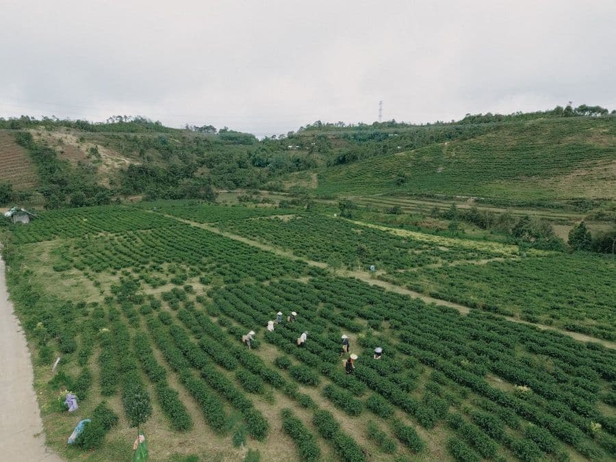 Những luống trà trải dài trên sườn đồi, nhìn từ trên cao